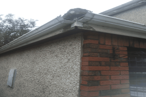 Fascia Soffit and Gutter Replacement Dublin